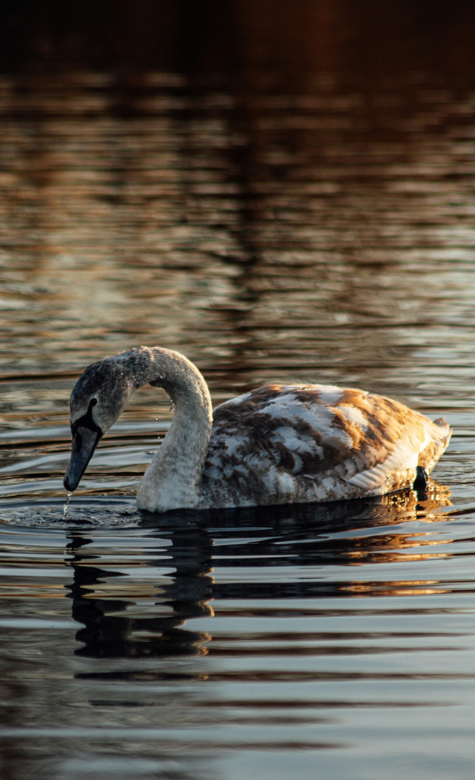 a swan is swimming in the water